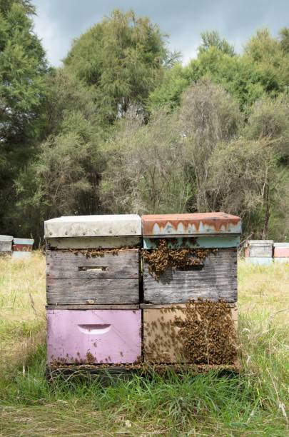 Beehives in New Zealand Beehives in New Zealand Manuka in the background beehive new zealand stock pictures, royalty-free photos & images