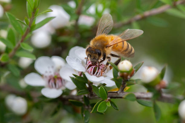 nowozelandzki kwiat mankua, z którego pszczoły tworzą miód manuka o właściwościach leczniczych - bee honey bee single flower honey zdjęcia i obrazy z banku zdjęć