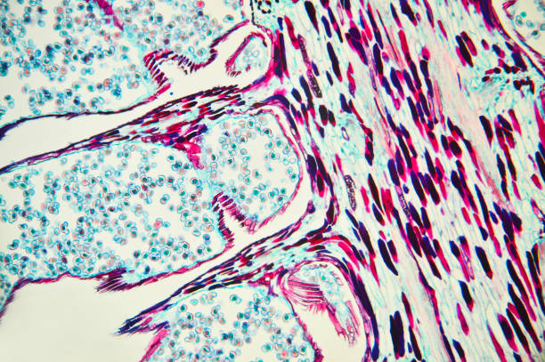 istock Microscopic preparation, photo taken in an amateur laboratory studio 1071616180