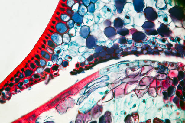 istock Microscopic preparation, photo taken in an amateur laboratory studio 1071616402