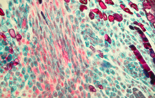 istock Microscopic preparation, photo taken in an amateur laboratory studio 1071620036