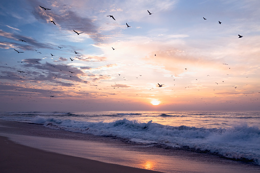 Beautiful sand beach during sunset, ocean, colorful sky and flock of seagulls
