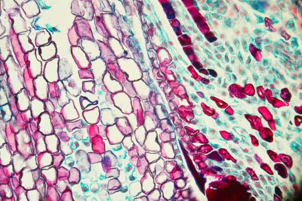 istock Microscopic preparation, photo taken in an amateur laboratory studio 1071621414