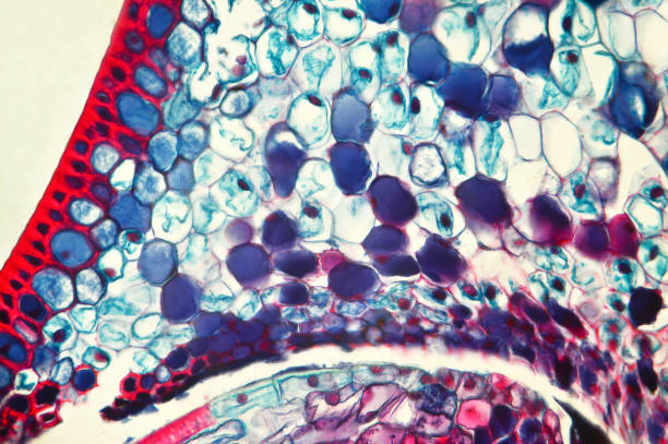 istock Microscopic preparation, photo taken in an amateur laboratory studio 1071621582