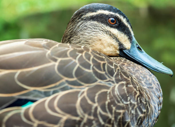 istock Closeup of a curious wild duck in its natural environment 1071629478