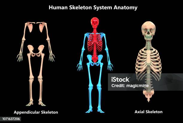 Human Skeleton System Appendicular And Axial Skeleton Anatomy Stock Photo - Download Image Now