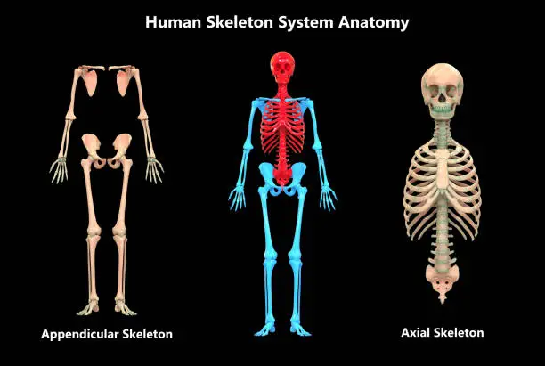 Photo of Human Skeleton System Appendicular and Axial Skeleton Anatomy