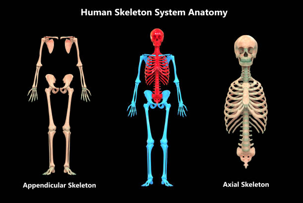 ludzki szkielet system przydatków i osiowa szkielet anatomia - rib cage people x ray image x ray zdjęcia i obrazy z banku zdjęć