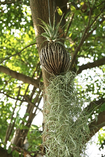 Tillansia Usenoides Plant In Nature Garden Stock Photo - Download Image ...