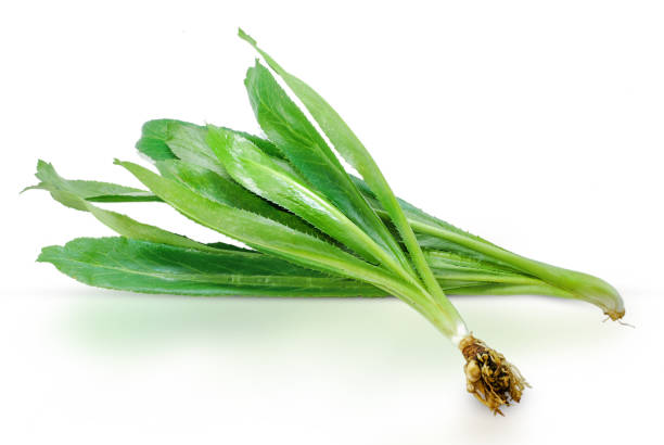 Culantro,Sawtooth Coriander isolated on white background