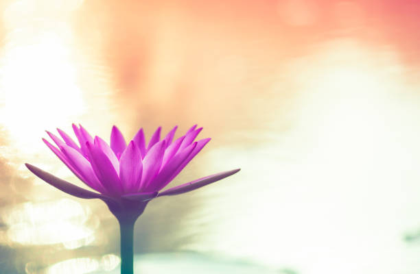 istock pink lotus water lilly 1071640148