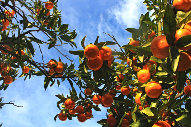 istock Ripe yellow tangerines 1071642048