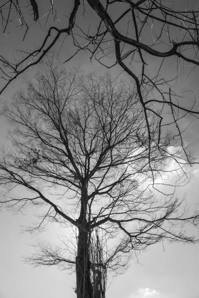 istock Dry tree against the sky on a sunny day, Backgrounds 1071642156