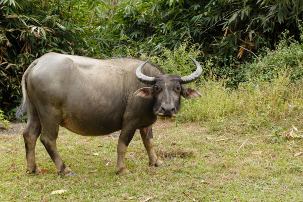 istock Vietnamese water buffalo 1071656998