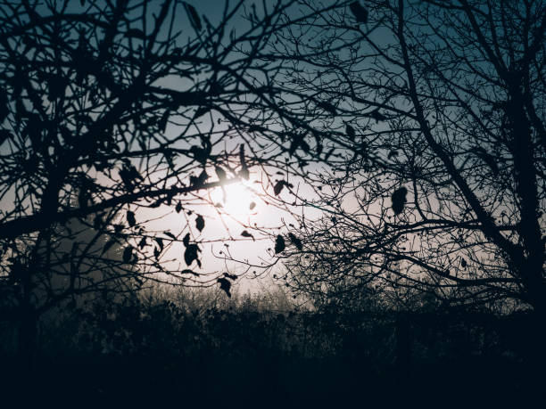 istock Beautiful autumn. Misty morning. Natural view. 1071659404