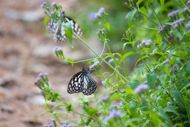 istock The Blue spotted milkweed butterfly 1071659588