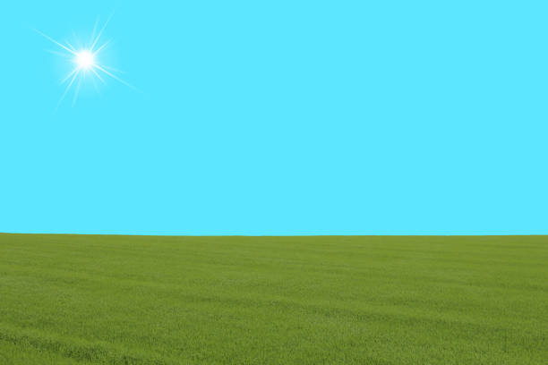 Sun, grassland and blue sky.copy spaces.
