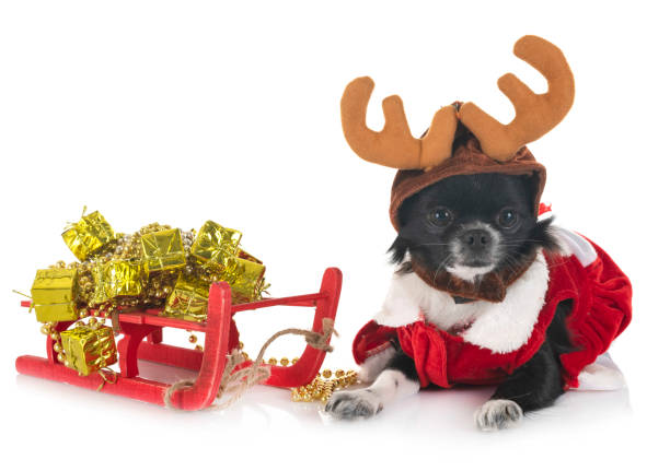 istock little chihuahua 1071662608