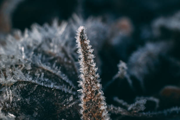 istock detail of frozen leaf 1071666574