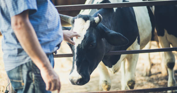 istock Cares about their animals. 1071666838