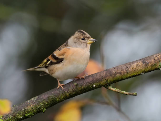 istock Brambling, Fringilla montifringilla 1071671950