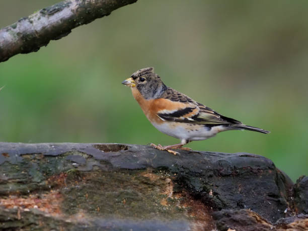 istock Brambling, Fringilla montifringilla 1071672072