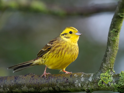 Yellowhammer, Emberiza citrinella, Single male on branch, Warwickshire, November 2018