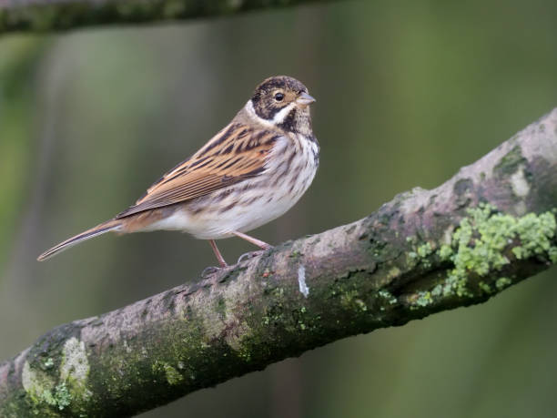 istock Reed bunting, Emberiza schoeniclus 1071672092