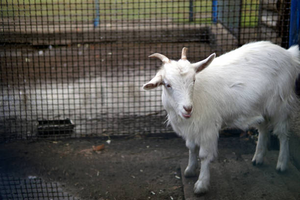 Goat in open pen in the park Goat in open pen in the park goat pen stock pictures, royalty-free photos & images