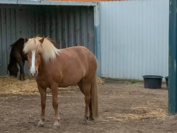 istock Portrait of pony with long mane and tail 1071672614
