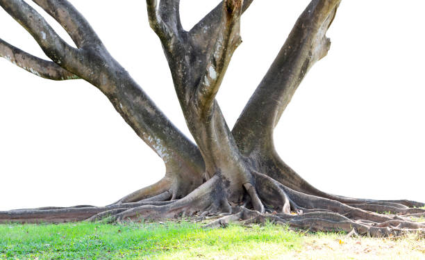 istock Roots of tree and trunk isolated on white background. 1071672788