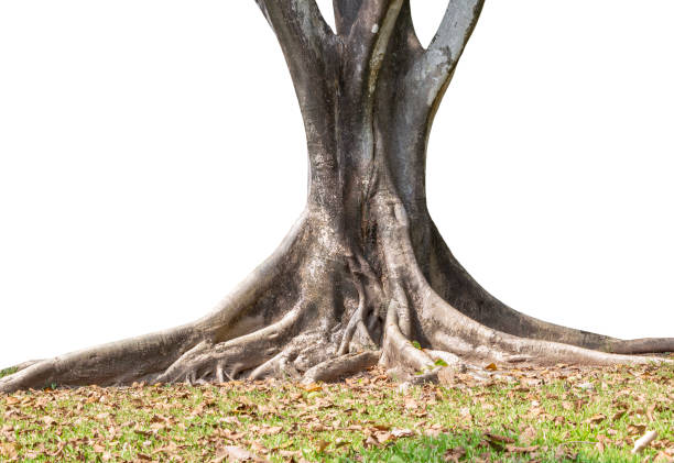 istock Roots of tree and trunk isolated on white background. 1071672804
