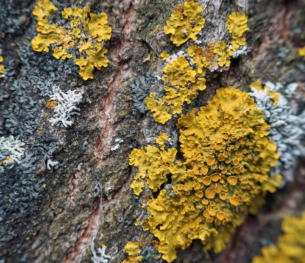 istock Moss covered tree in the autumn closeup 1071677028