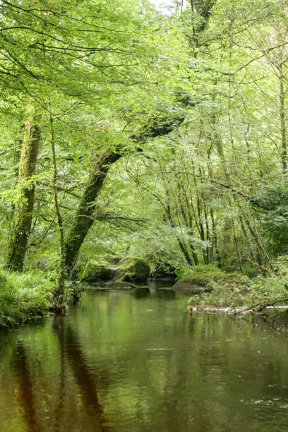 Photo of Flowing river in the forest. Huelgoat Brittany France