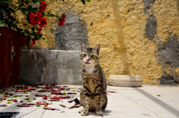 istock cat's showing tongue on greece 1071678560