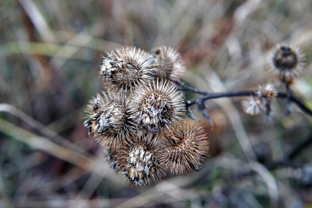 istock Dry burdock flowers in late autumn close up 1071678700