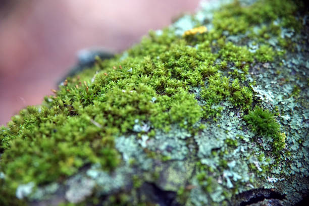 istock Moss covered tree in the autumn closeup 1071679072
