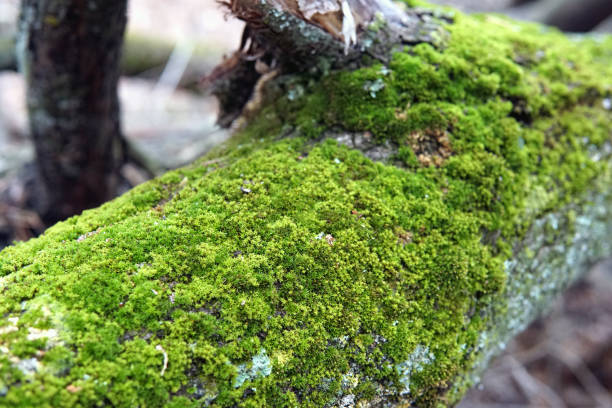 istock Moss covered tree in the autumn closeup 1071679086