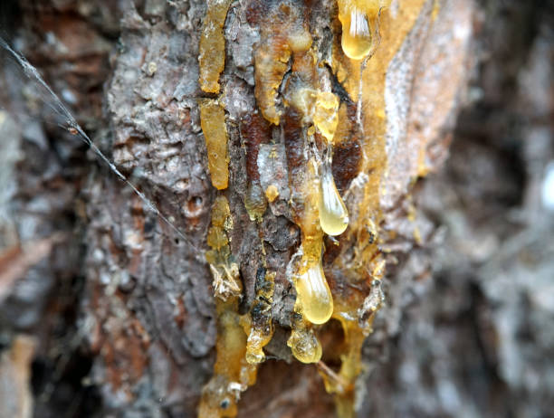 istock A pine bark dripping with resin close up 1071679484