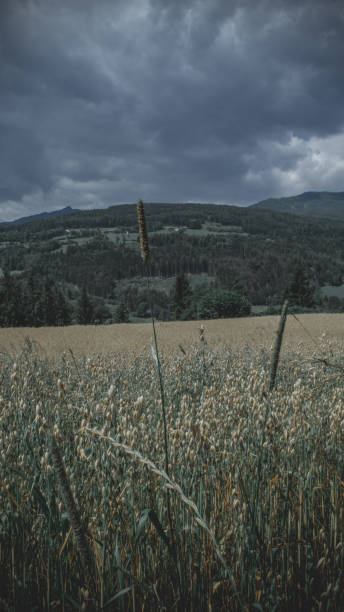 istock wheatfield in the mountains 1071680622