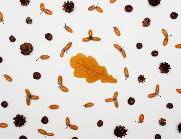 istock Seamless pattern from acorns, leaves, chestnuts and cones, isolated on white background, flat lay, top view. The concept of autumn, end of summer 1071681074