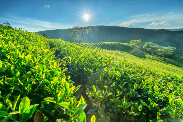 Green tea hill in the highlands in the morning. Green tea hill in the highlands in the morning. This tea plantation existed for over a hundred years old and the largest tea supply in the region and exporting dalat stock pictures, royalty-free photos & images