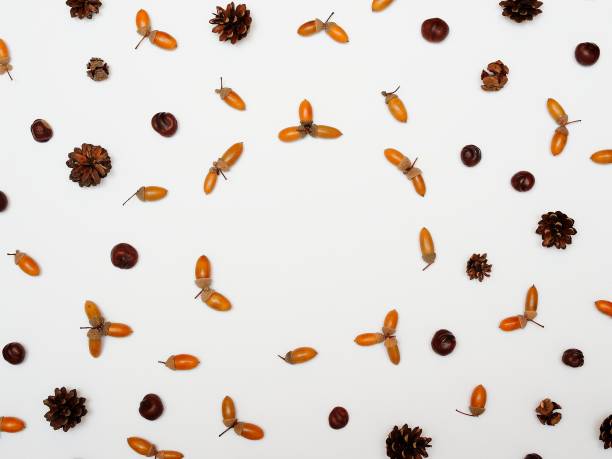 istock frame withacorns, chestnuts and cones isolated on white background. flat lay, overhead view 1071681260
