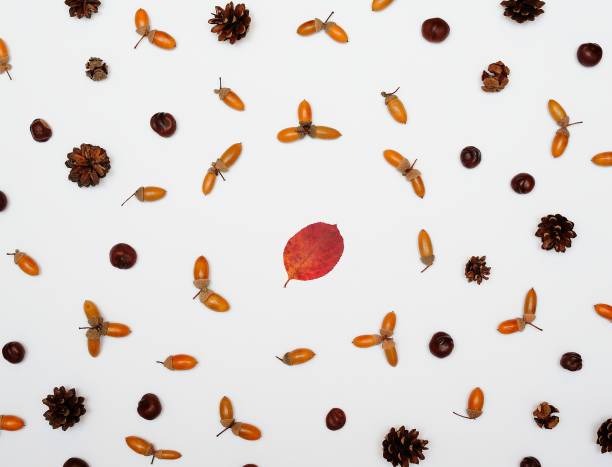 istock Seamless pattern from acorns, leaves, chestnuts and cones, isolated on white background, flat lay, top view. The concept of autumn, end of summer 1071681398