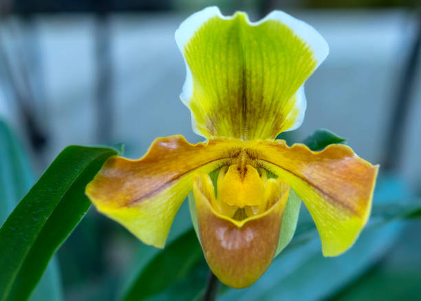 istock Wild lady slipper Orchid blooming beautiful 1071681460