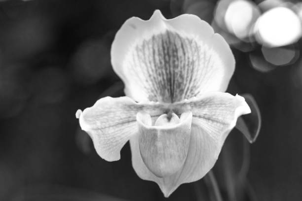 istock Wild lady slipper Orchid blooming beautiful 1071681522