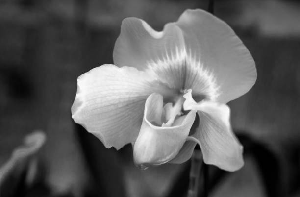 istock Wild lady slipper Orchid blooming beautiful 1071681542