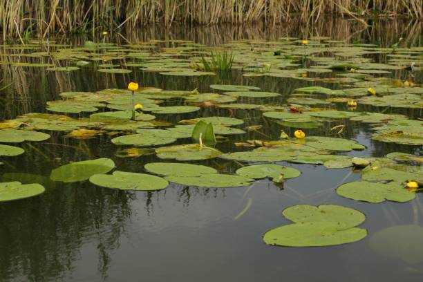 istock Nuphar lutea yellow water lily among other plants 1071682032