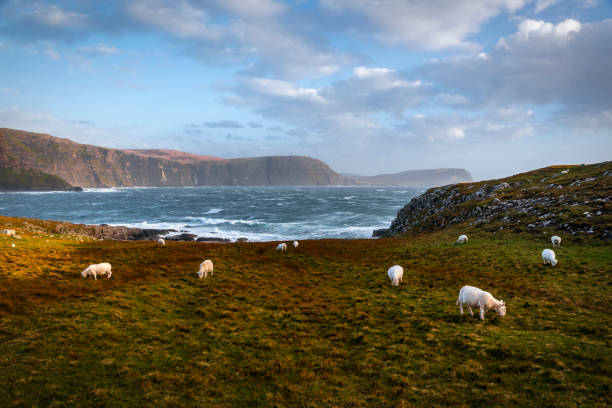 istock Sheeps around Neist Point - Isle Of Skye - Scotland 1071683072