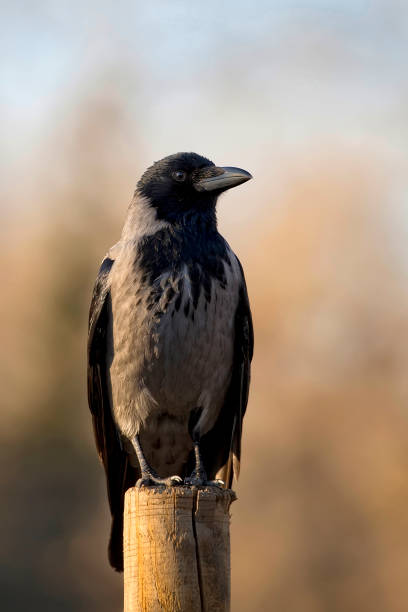 istock Hooded crow in the wild 1071683130